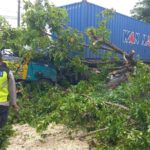 Pohon Akasia Tumbang Usai Tersangkut Kontainer Truk Tronton