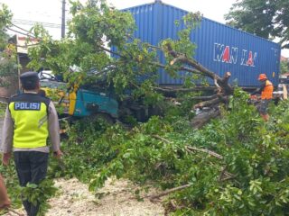 Pohon Akasia Tumbang Usai Tersangkut Kontainer Truk Tronton