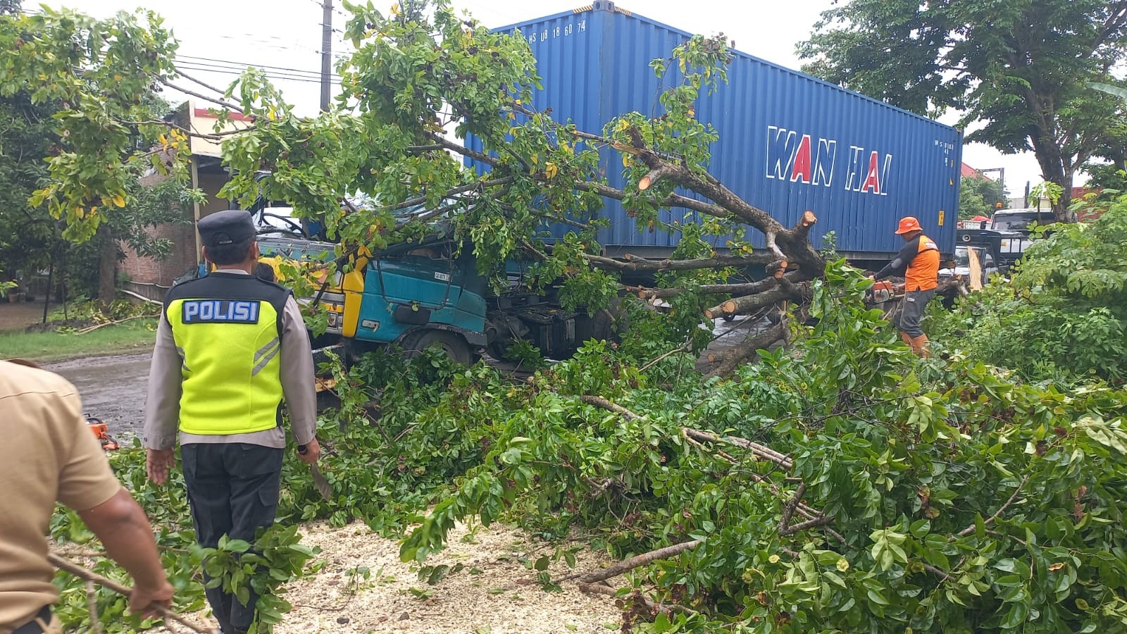 Pohon Akasia Tumbang Usai Tersangkut Kontainer Truk Tronton