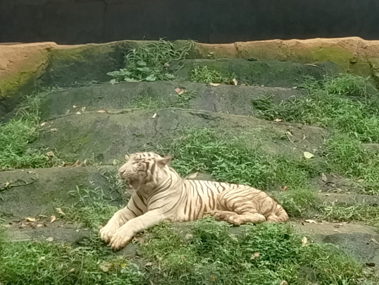 Kembali Pimpin Semarang Zoo, Bimo Paparkan Langkah Strategis Konservasi Satwa