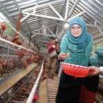 Kunjungi Peternakan Ayam Kudus, Nawal Yasin Tegaskan Dukungan Ketahanan Pangan