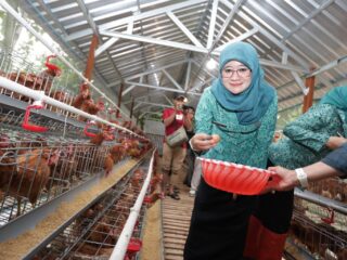 Kunjungi Peternakan Ayam Kudus, Nawal Yasin Tegaskan Dukungan Ketahanan Pangan