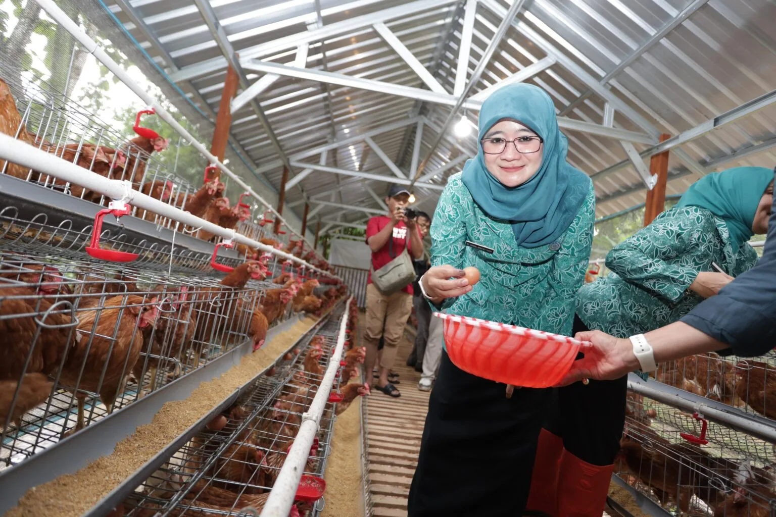 Kunjungi Peternakan Ayam Kudus, Nawal Yasin Tegaskan Dukungan Ketahanan Pangan
