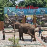 Semarang Zoo Patuhi Kebijakan Penghentian Atraksi Gajah Tunggang Sesuai Edaran Dirjen KSDAE Tahun 2025