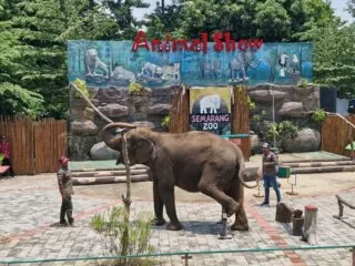 Semarang Zoo Patuhi Kebijakan Penghentian Atraksi Gajah Tunggang Sesuai Edaran Dirjen KSDAE Tahun 2025