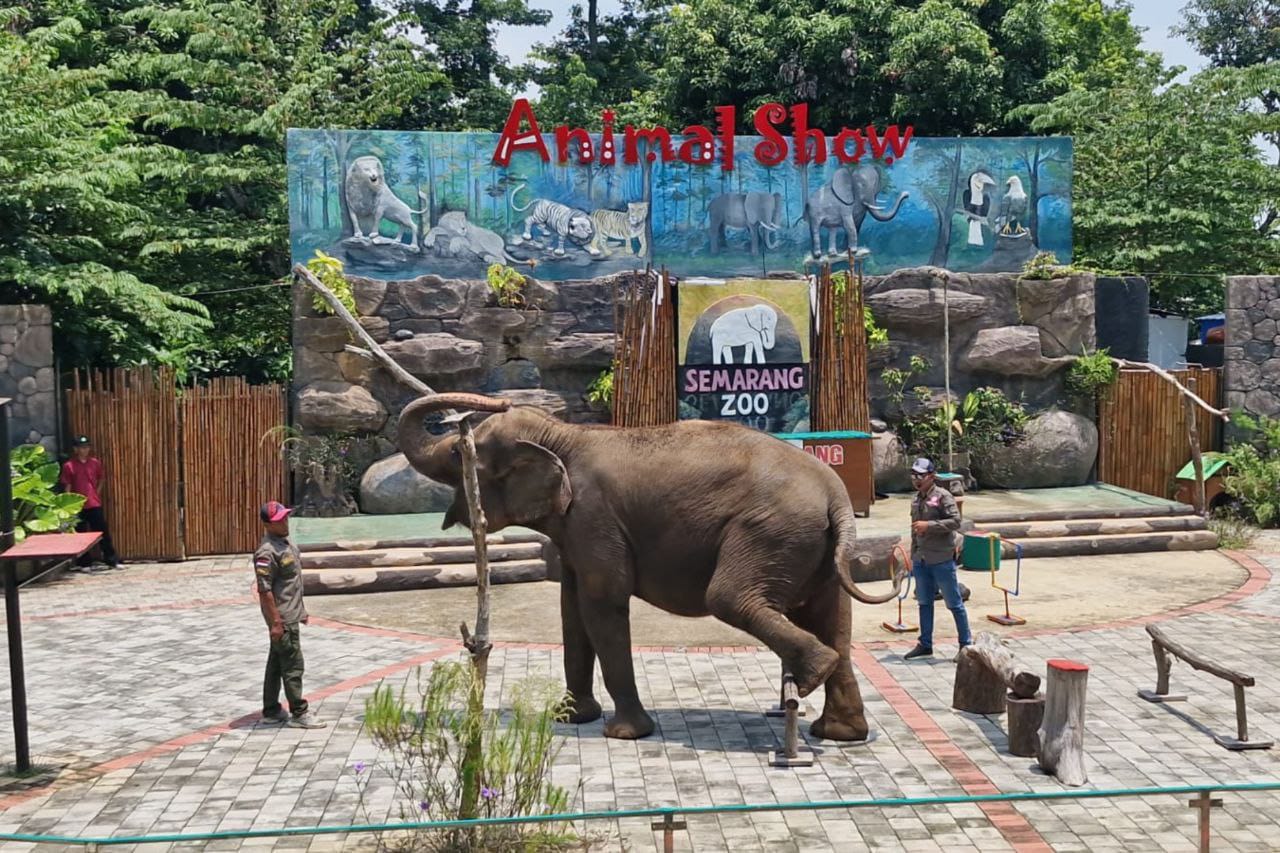 Semarang Zoo Patuhi Kebijakan Penghentian Atraksi Gajah Tunggang Sesuai Edaran Dirjen KSDAE Tahun 2025