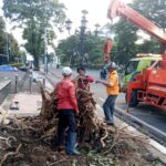 Pemkot Semarang Tangani Dampak Hujan Angin, Puluhan Pohon Tumbang Dibersihkan