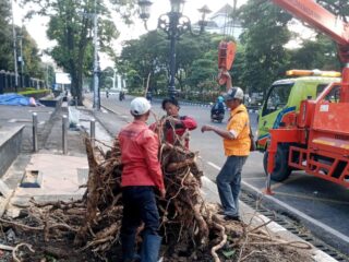 Pemkot Semarang Tangani Dampak Hujan Angin, Puluhan Pohon Tumbang Dibersihkan