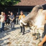 Sukses Kembangkan Sapi Premium, Berkah Setia Farm Jadi Contoh Peternakan Modern