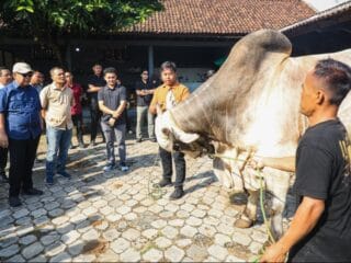 Sukses Kembangkan Sapi Premium, Berkah Setia Farm Jadi Contoh Peternakan Modern