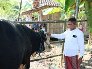 Warga Terdampak Banjir Grobogan Terima Bantuan Sapi Kurban 1,1 Ton dari Sekda Jateng