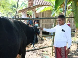 Sekda Provinsi Jawa Tengah Sumarno menyerahkan bantuan sapi kurban seberat 1,1 ton kepada warga terdampak banjir di Desa Tinanding Grobogan.