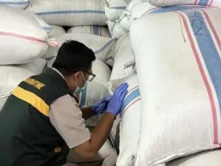 Petugas Karantina Kepulauan Riau memeriksa komoditas 188,7 ton cengkih asal Natuna sebelum diberangkatkan ke Semarang.
