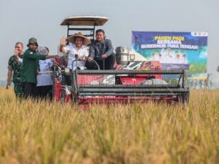 Produksi Padi Jateng Tembus 6,69 Juta Ton, Ini Strategi Ahmad Luthfi Hadapi Kemarau Panjang