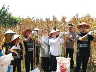 Kolaborasi Pemkot dan GP Ansor Perkuat Ketahanan Pangan, Panen Jagung Digelar di Mijen