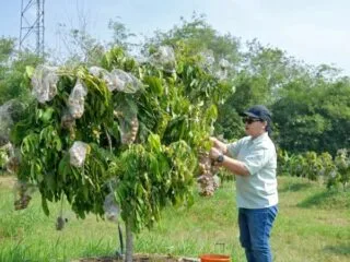 Wali Kota Semarang Agustina Wilujeng resmikan Taman Agro Eduwisata Masjid Agung Semarang.