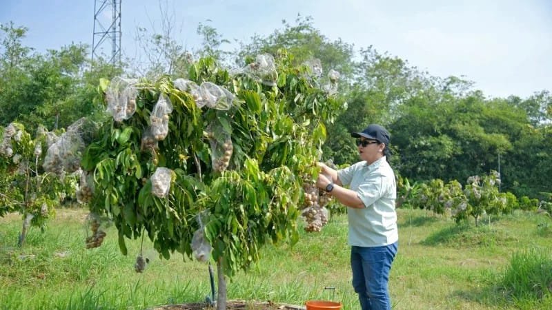 Wali Kota Semarang Agustina Wilujeng resmikan Taman Agro Eduwisata Masjid Agung Semarang.