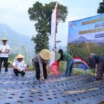 Penanaman 2.000 Meter Persegi Bawang Putih di Pekalongan Dukung Swasembada Pangan Nasional