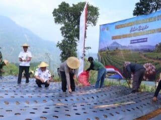 Penanaman 2.000 Meter Persegi Bawang Putih di Pekalongan Dukung Swasembada Pangan Nasional