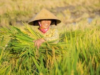 Petani Perlu Asuransi untuk Hadapi Kekeringan dan Gagal Panen, Ini Penjelasan Indef
