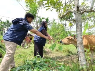 Inovasi Pita Ukur UNDIP Bantu Peternak Keerom Papua Hitung Bobot Sapi