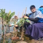 Perkuat Benteng Pesisir Semarang, PLN Indonesia Power Tanam 1.000 Mangrove di Tambak Mulyo